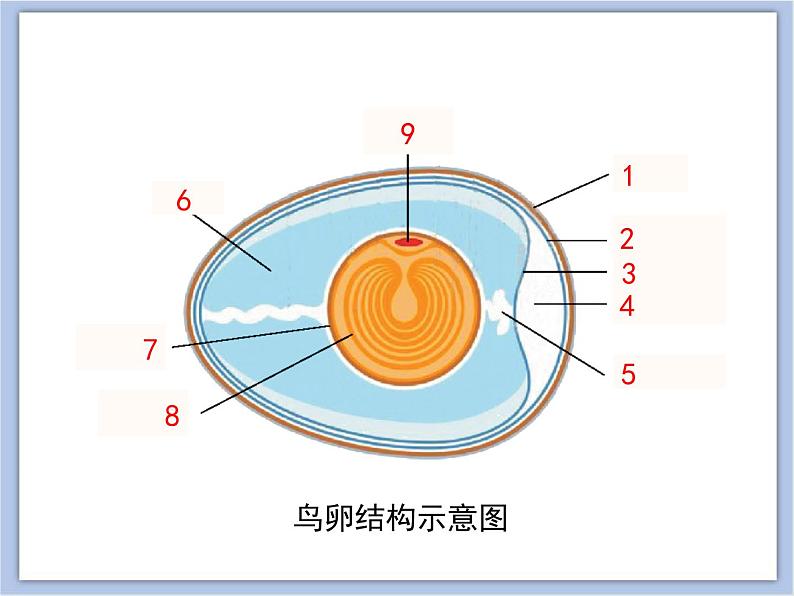 第五节 鸟类的生殖与发育 课件PPT08