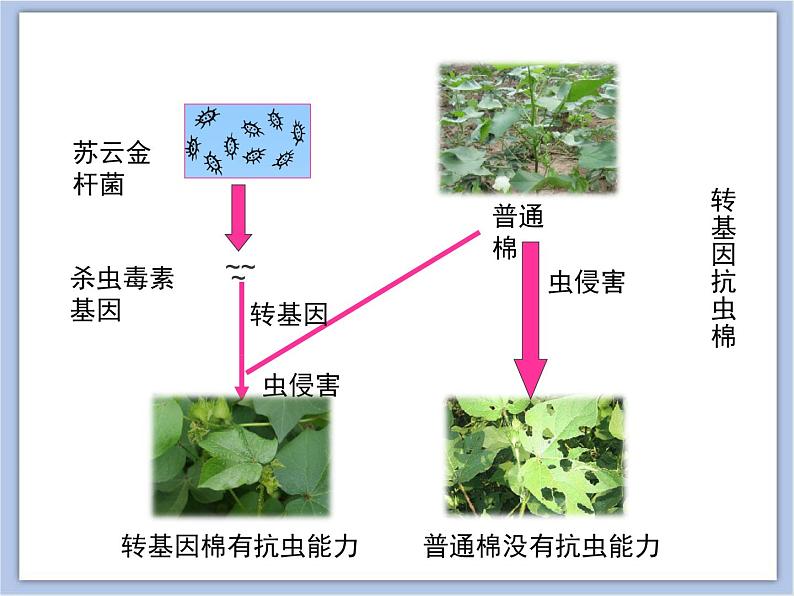 第一节 现代生物技术的应用 课件PPT06