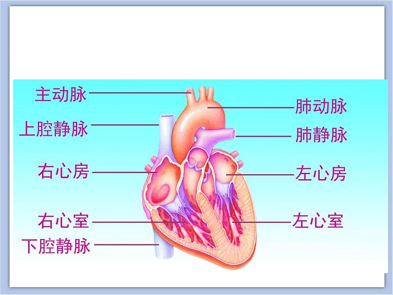 第二节 威胁健康的主要疾病 课件PPT03