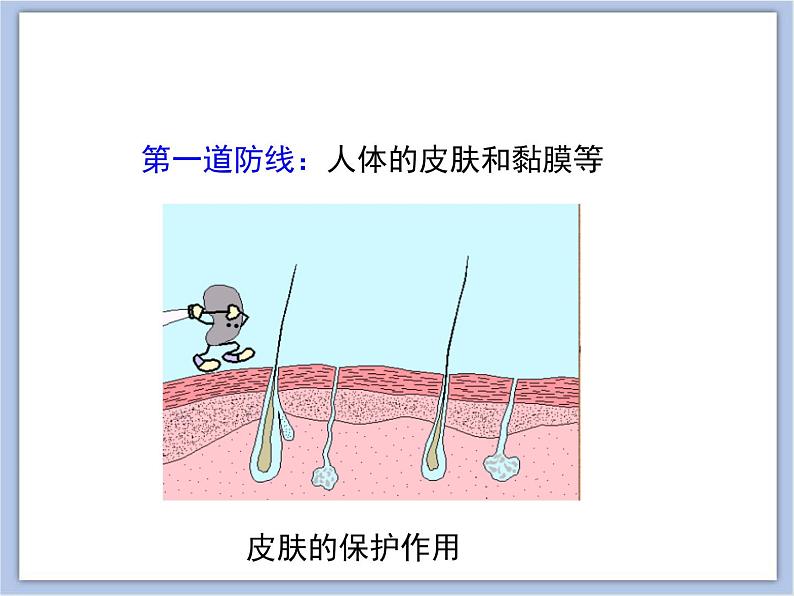 第三节 免疫 课件PPT04