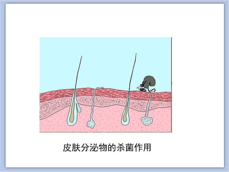 第三节 免疫 课件PPT05