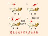 先天性行为和后天学习行为PPT课件免费下载