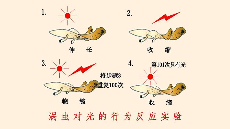 16.1 先天性行为和后天学习行为 课件 初中生物北师大版 八年级上册（2021年）第4页