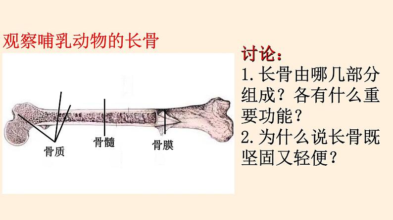 动物运动的形成PPT课件免费下载05