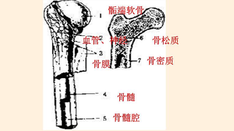 动物运动的形成PPT课件免费下载07