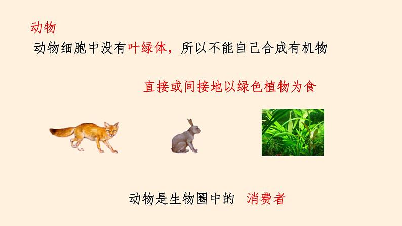 动物在生物圈中的作用PPT课件免费下载04