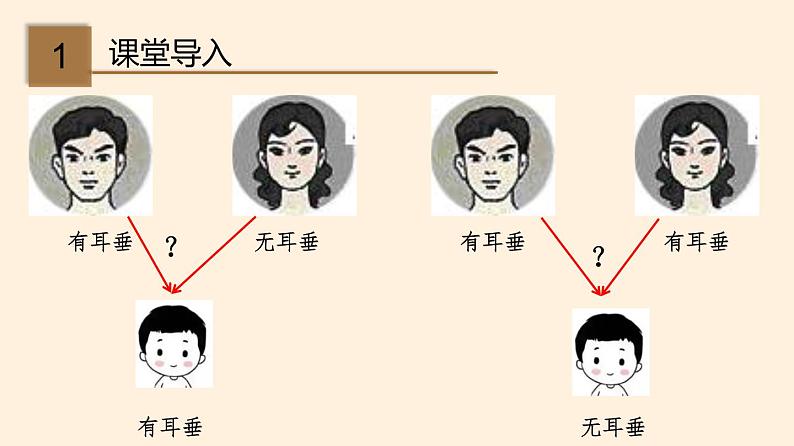 20.3 性状遗传有一定的规律性  课件 初中生物北师大版 八年级上册（2021年）第2页