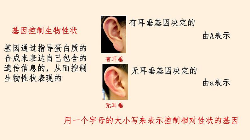 20.3 性状遗传有一定的规律性  课件 初中生物北师大版 八年级上册（2021年）第4页