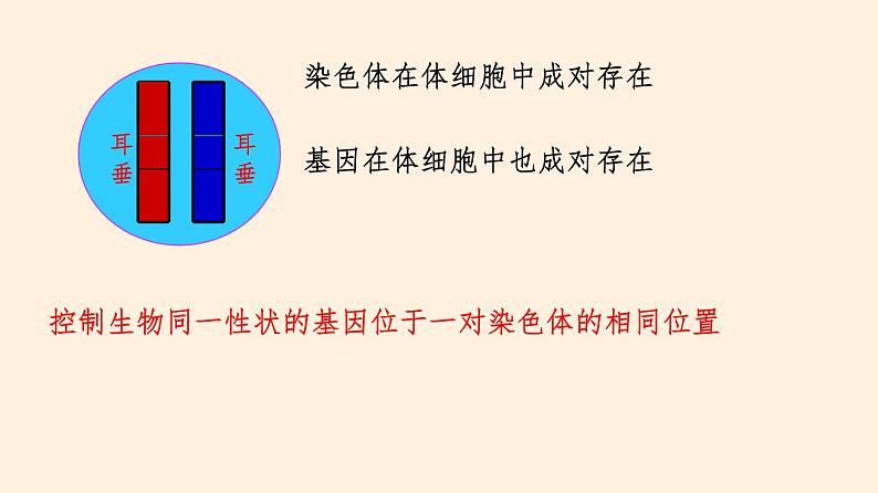 20.3 性状遗传有一定的规律性  课件 初中生物北师大版 八年级上册（2021年）第5页