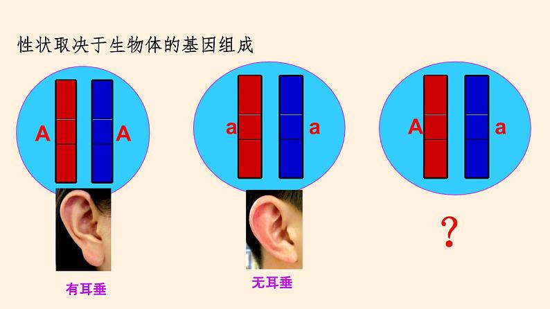 20.3 性状遗传有一定的规律性  课件 初中生物北师大版 八年级上册（2021年）第6页