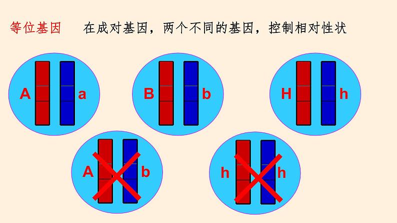 20.3 性状遗传有一定的规律性  课件 初中生物北师大版 八年级上册（2021年）第7页