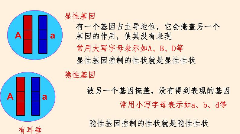 20.3 性状遗传有一定的规律性  课件 初中生物北师大版 八年级上册（2021年）第8页