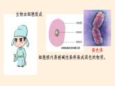 性状遗传的物质基础PPT课件免费下载