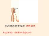 性状遗传的物质基础PPT课件免费下载