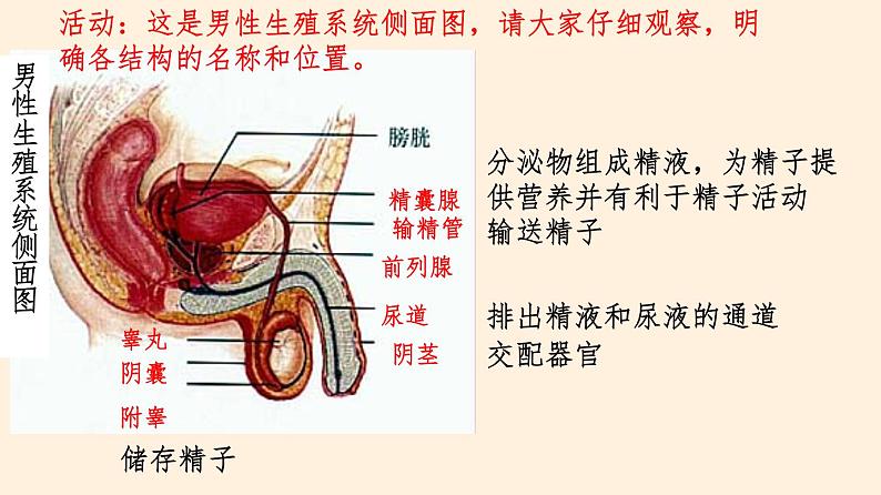 人的生殖和发育PPT课件免费下载05