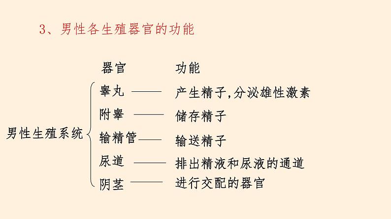 人的生殖和发育PPT课件免费下载08