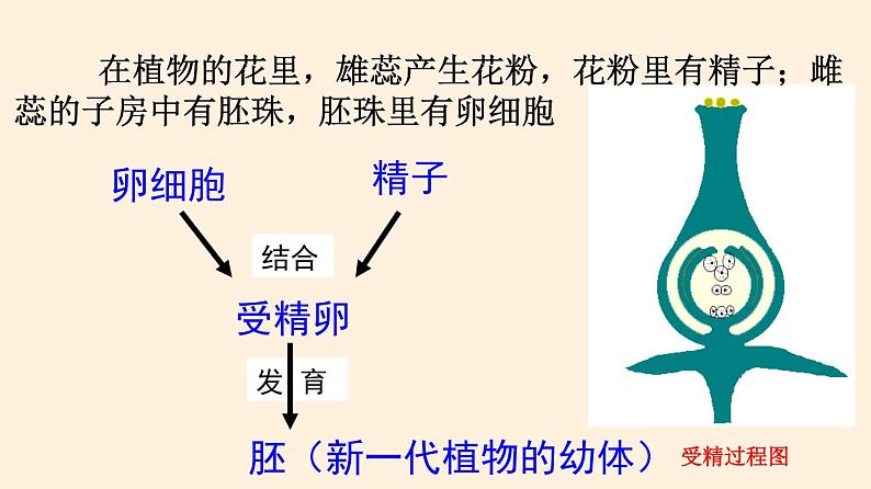 19.3 植物的生殖方式  课件 初中生物北师大版 八年级上册（2021年）第4页