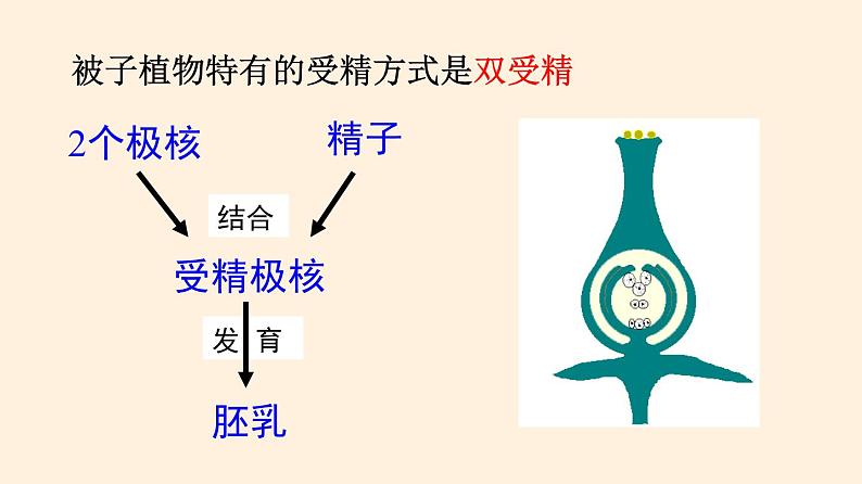 19.3 植物的生殖方式  课件 初中生物北师大版 八年级上册（2021年）第7页