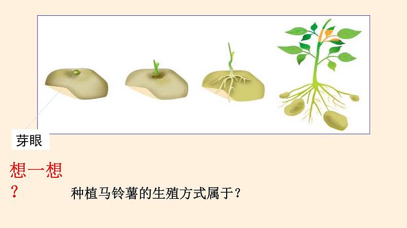 19.3 植物的生殖方式  课件 初中生物北师大版 八年级上册（2021年）第8页