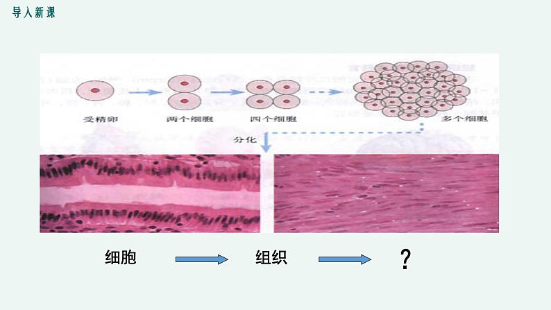 生物体的器官、系统PPT课件免费下载03