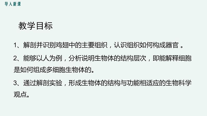 生物体的器官、系统PPT课件免费下载04