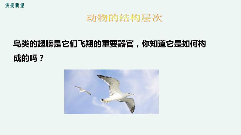 生物体的器官、系统PPT课件免费下载05