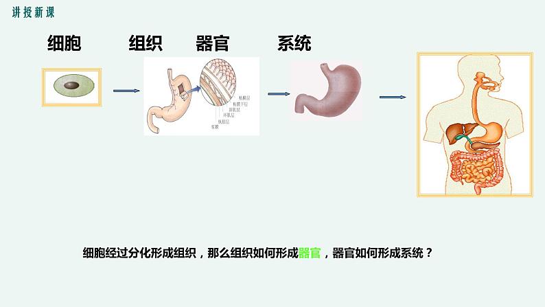 生物体的器官、系统PPT课件免费下载06