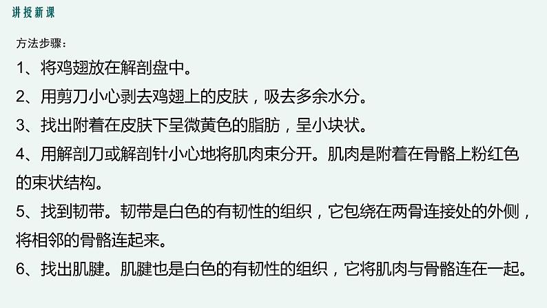 生物体的器官、系统PPT课件免费下载08