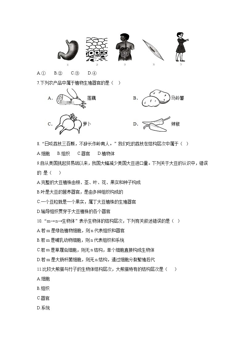 _2.4.2 生物体的器官、系统 同步练习 初中生物北师大版 七年级上册（2021年）第2页