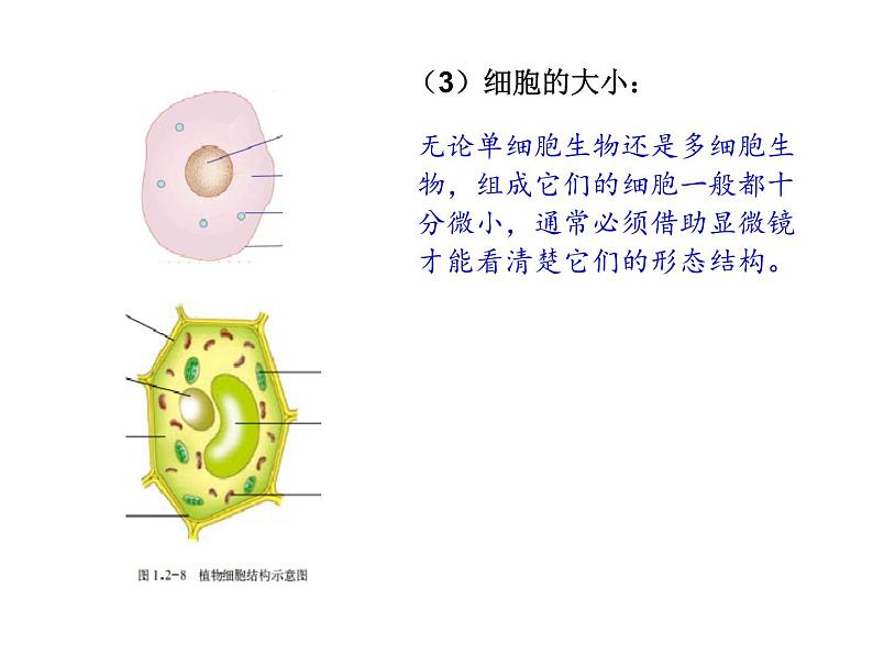 细胞的结构和功能PPT课件免费下载05