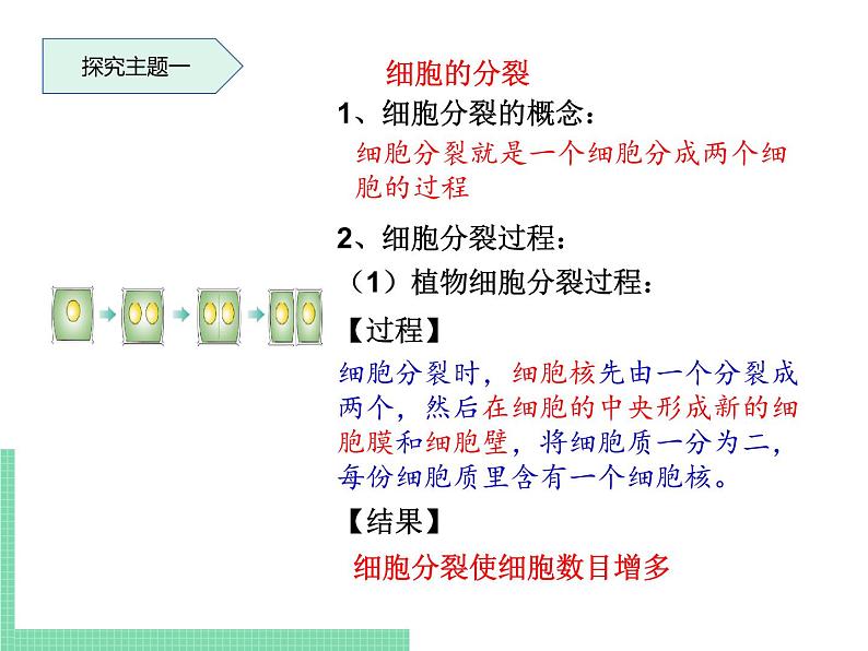 细胞的分裂与分化PPT课件免费下载04