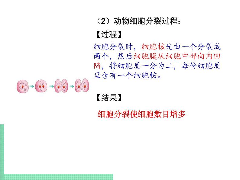 细胞的分裂与分化PPT课件免费下载05