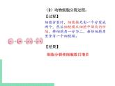 细胞的分裂与分化PPT课件免费下载