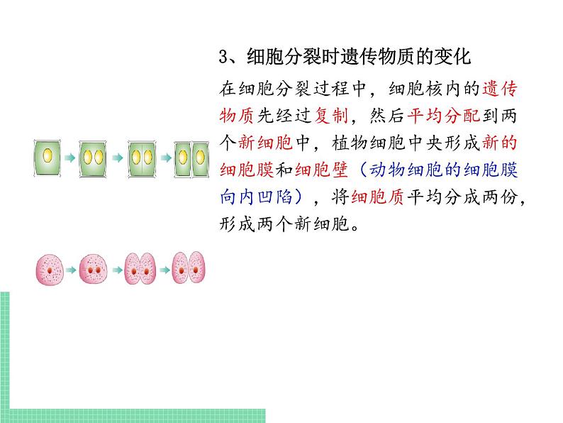 细胞的分裂与分化PPT课件免费下载06