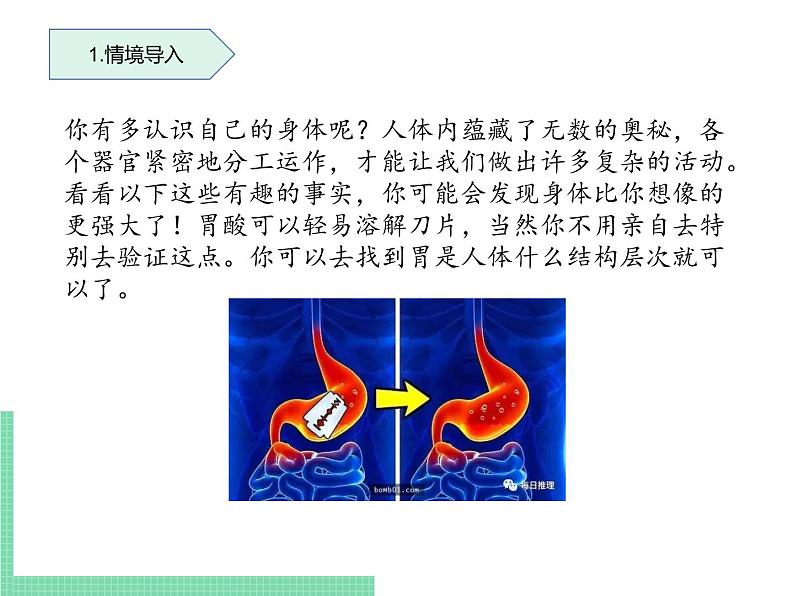 多细胞生物体的结构层次PPT课件免费下载02