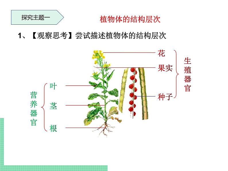 多细胞生物体的结构层次PPT课件免费下载04