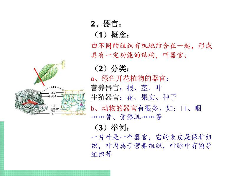 多细胞生物体的结构层次PPT课件免费下载05