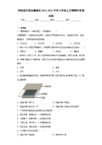 河南省许昌市襄城县2021-2022学年七年级上学期期中生物试题（word版 含答案）