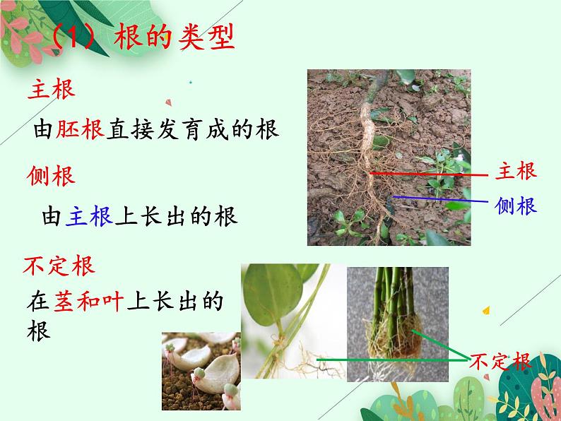 2021-2022学年初中生物 济南版 八年级上册 4.1.5 根的结构与功能(第一课时）课件PPT05