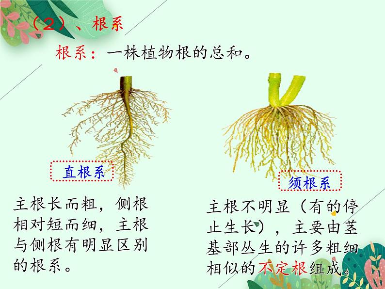 2021-2022学年初中生物 济南版 八年级上册 4.1.5 根的结构与功能(第一课时）课件PPT07