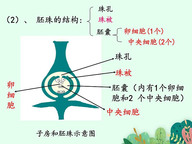 2021-2022学年初中生物 济南版 八年级上册 4.1.2 传粉与受精(第二课时) 同步课件03