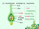 2021-2022学年初中生物 济南版 八年级上册 4.1.2 传粉与受精(第二课时) 同步课件