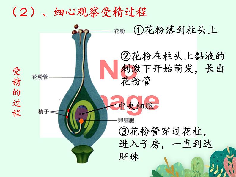 2021-2022学年初中生物 济南版 八年级上册 4.1.2 传粉与受精(第二课时) 同步课件08