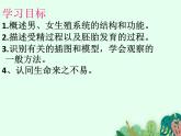 婴儿的诞生PPT课件免费下载