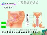 婴儿的诞生PPT课件免费下载