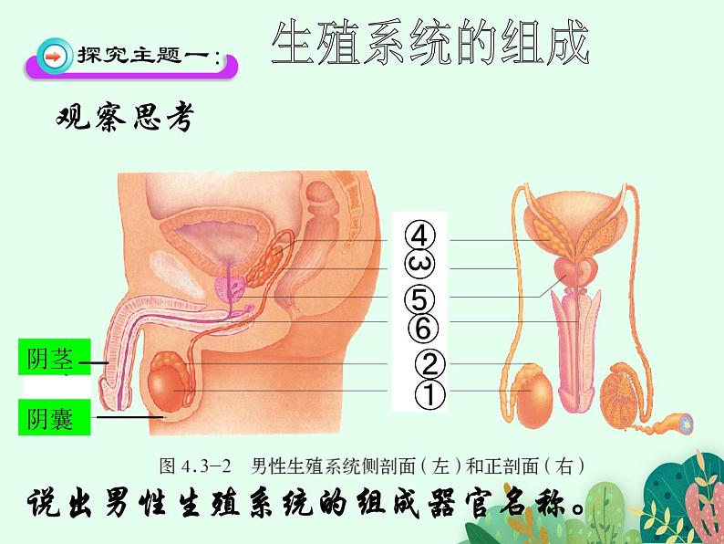 婴儿的诞生PPT课件免费下载03