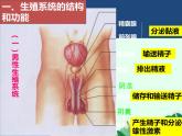 婴儿的诞生PPT课件免费下载