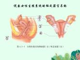 婴儿的诞生PPT课件免费下载