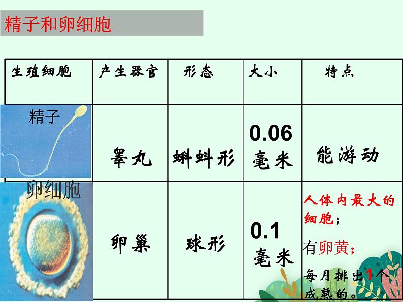 婴儿的诞生PPT课件免费下载08