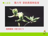 山东省惠民县皂户李镇中学济南版八年级上册生物课件：4.1.6《芽的类型和发育》 (共22张PPT)